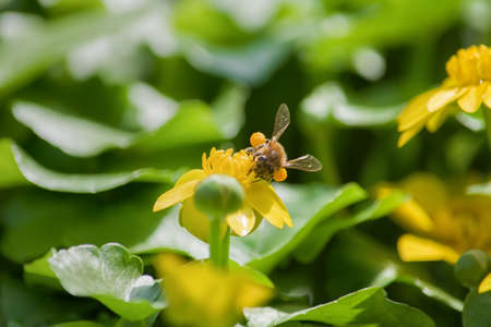 bee and flower, bee collects nectar, spring, green and yellow background