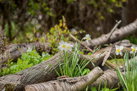 Narcissus - Yellow daffodil Spring flower daffodil, close-up in the garden, nature green backgroundの写真素材