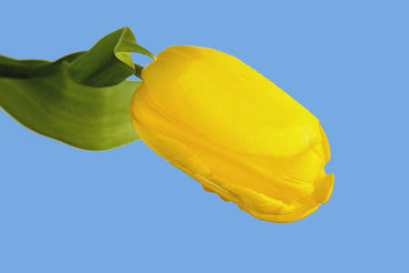 one yellow tulip on a blue background close up, springtimeの写真素材