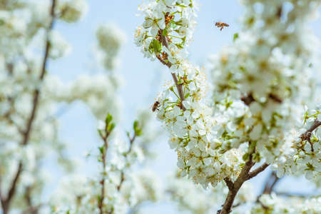 Cherry flowers branch, spring blossom, flowering periodの写真素材