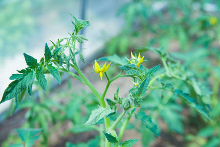 Tomato seedlings, seedlings tomato young green plants in the greenhouse begin to bloomの写真素材
