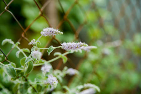 Mint leaves background, summer in garden, art focus