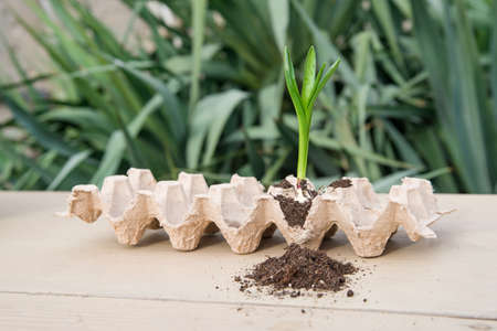 Seed germinating at home. sprouted. Growing sprouts. Concept green world earth day. Seed germinating...