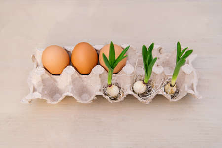 Easter eggs, chicken eggs in a nest on a wooden background. life concept, green sproutの写真素材