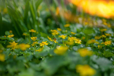 Ranunculus auricomus, buttercup in garden, spring time, yellow greenの写真素材