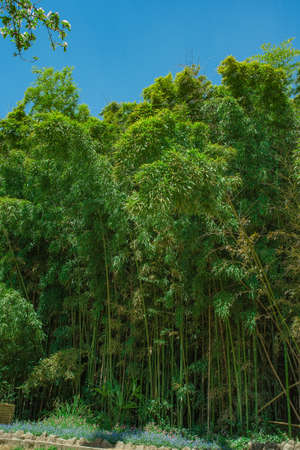 Green bamboo forest in in Yalta, Crimeaの写真素材