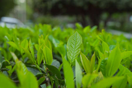Laurel leaves, hedge of green laurel bushes, in parkの写真素材