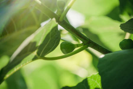 figs ripening on a fig tree, summer timeの写真素材