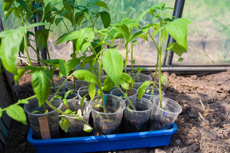 Tomato seedlings, seedlings tomato young green plants in the greenhouse begin to bloomの写真素材