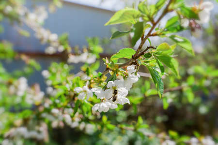 Cherry flowers branch, spring blossom, flowering period