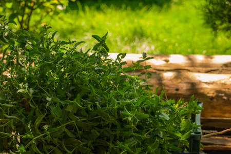 Mint plant grow at vegetable garden, soft selective focusの写真素材