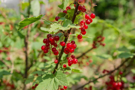 Red currants in the garden, summer timeの写真素材