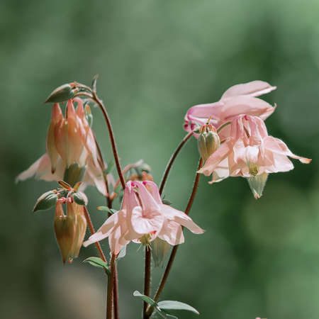 Catchment, or Eagles, or Aquilegia, a genus of herbaceous perennial plants of the Ranunculaceae family. Members of the genus are native to the Northern Hemisphere.の写真素材
