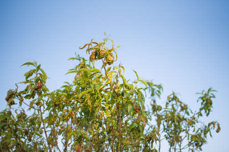 Peach leaf curl disease detail, Problem Solving: Peach Leaf Curl - Gardeners World