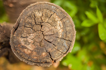 Old wooden oak tree cut surface. Detailed warm dark brown and green tones of a felled tree trunk or...