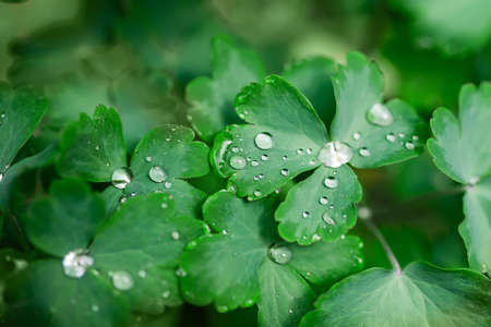 Beautiful large drop morning dew in nature, selective focus. Drops of clean transparent water on...