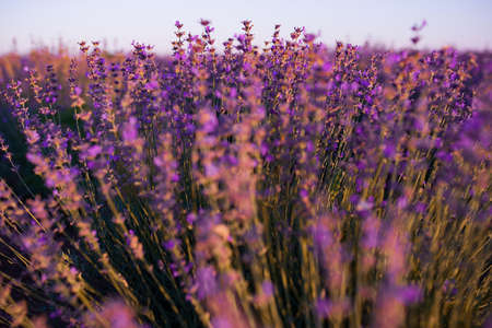 blooming lavender field in the evening light, summer time, art focus