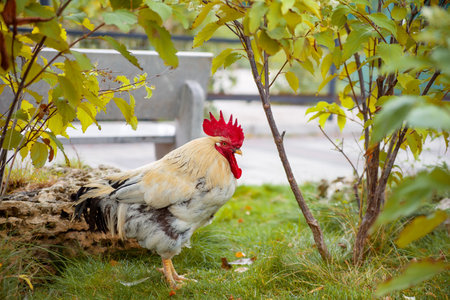 The great cock. Cock on the sunny walk Beautiful cock in the pen for chickens in the village, close-up. white beautiful cock.の写真素材