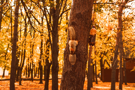 Curious red squirrel peeking behind the tree trunkの写真素材