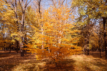 Colorful foliage in the autumn park, seasson