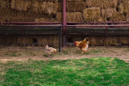 Chicken close up on the farm, green grass backgroundの写真素材