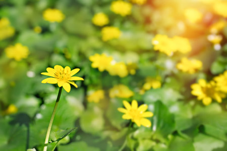Ranunculus auricomus, buttercup in garden, spring time, yellow greenの写真素材