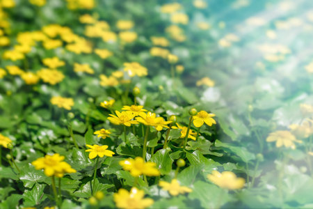 Ranunculus auricomus, buttercup in garden, spring time, yellow greenの写真素材