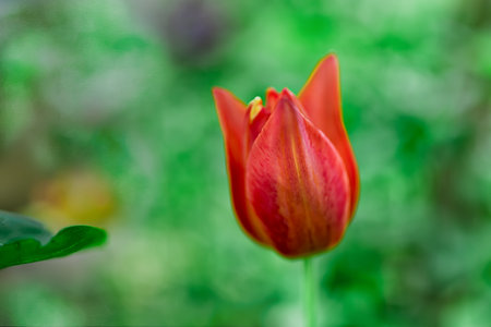 view of Red tulip flower in the field with vivid color, nature springtimeの写真素材