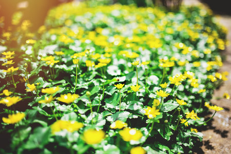 Ranunculus auricomus, buttercup in garden, spring time, yellow greenの写真素材