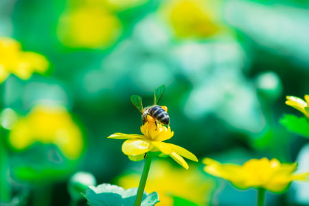 Ranunculus auricomus, buttercup in garden, spring time, yellow greenの写真素材
