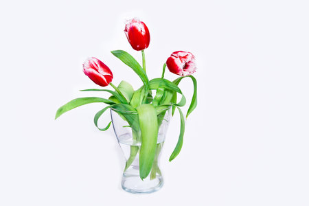 three red tulips on a white background close close up, springtimeの写真素材