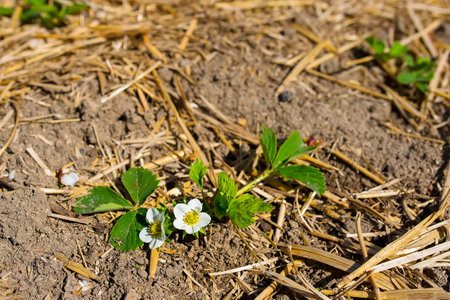 Strawberry blooming with white flowers on a sunny summer day, horizontal photo.の写真素材