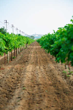 Sweet and tasty white grape bunch on the vine, grapes in the gardenの写真素材