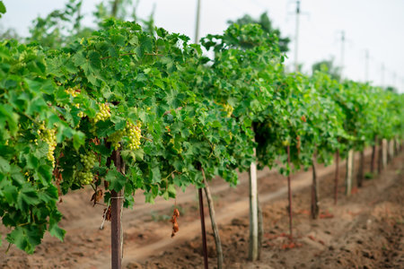 Sweet and tasty white grape bunch on the vine, grapes in the gardenの写真素材