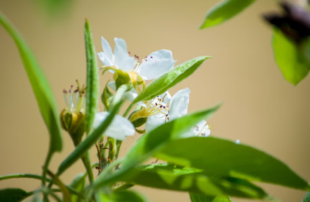 apple garden blossom in springの写真素材