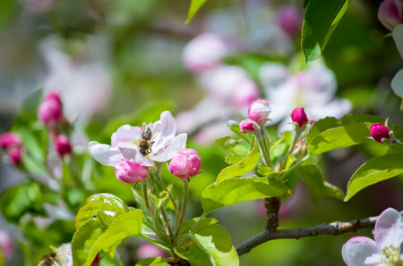 apple garden blossom in springの写真素材