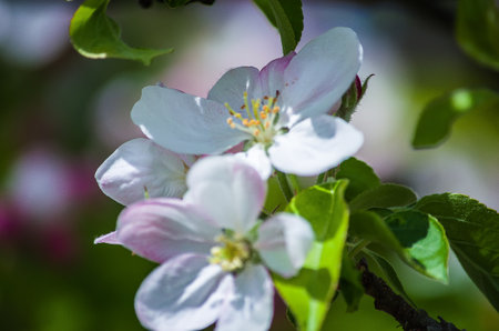 apple garden blossom in springの写真素材