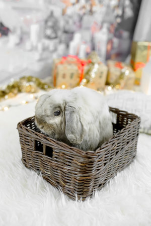 Christmas concept. Water rabbit in a basket under the Christmas tree in a home interior. Symbol of the year 2023.の写真素材