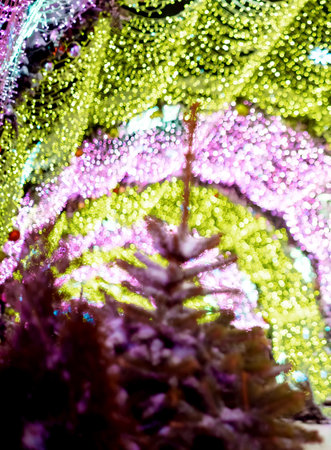 glowing colorful Christmas lights on black background, overlayの写真素材