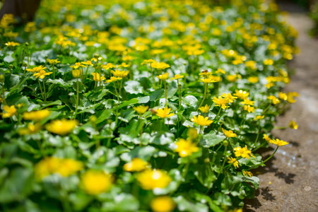 Ficaria verna formerly Ranunculus ficaria L., commonly known as lesser celandine or pilewortの写真素材