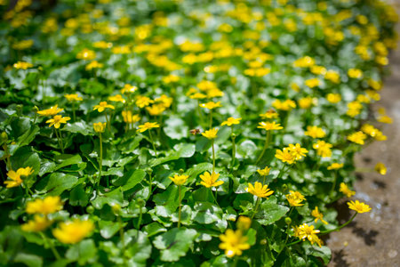 Ficaria verna formerly Ranunculus ficaria L., commonly known as lesser celandine or pilewortの写真素材