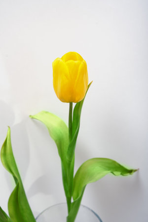 Yelow tulip flower bud close up. Minimal floral card. Botanical poster. Fine art flower.の写真素材
