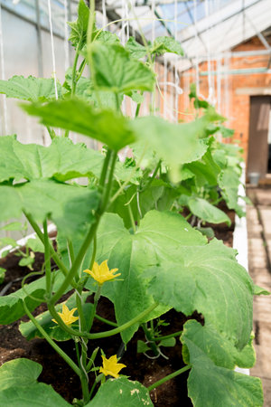 seedling cucumber in green house, gardeningの写真素材