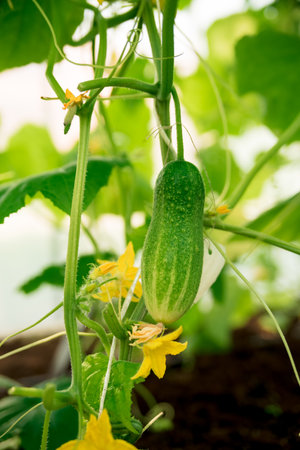 Cucumber plants growing in traditional greenhouse, cucumber on center