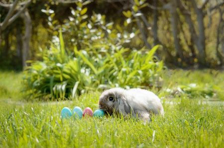 Easter eggs hiding in the grass with bunny rabbit