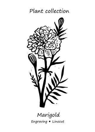 Marigolds plant. Marigolds vector. Marigolds flower vector. Floral illustration. Wild plant illustration. Engraving vector Marigold flower.のイラスト素材