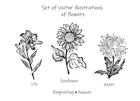 Set of vector floral illustrations. Set of flowers lily, sunflower, aster. Set of vector flowers.のイラスト素材