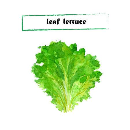 Vector set of watercolor leaf lettuce. Herbs collection on white background.のイラスト素材
