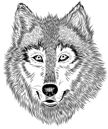 Vector hand drawn black and white portrait of furry wolf on white background. Animal detailed sketch good for print or advertising design.のイラスト素材