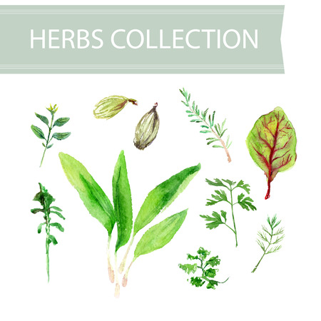 Vector collection of watercolor herbs on white background.のイラスト素材